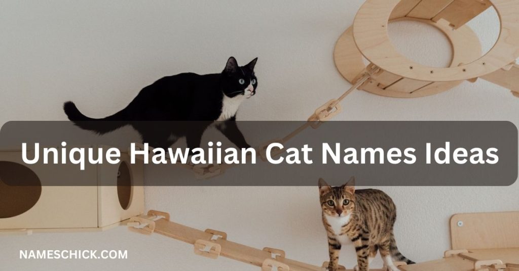 Unique Hawaiian Cat Names Ideas